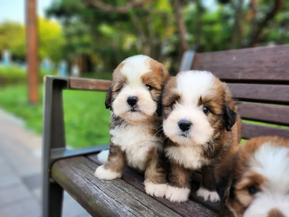 일상 케어 팔로업