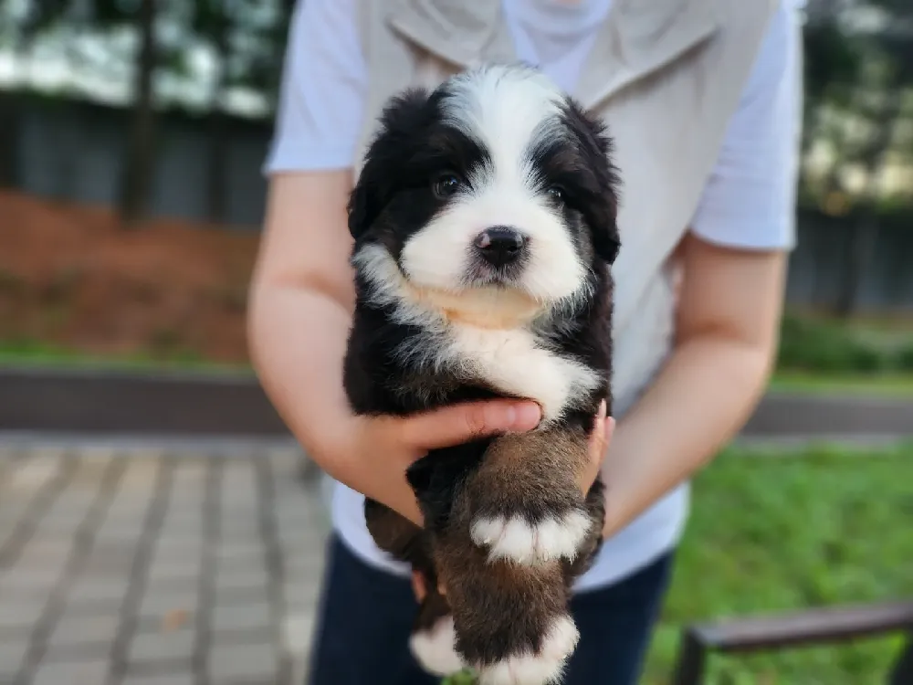 푸들 코트 특성 설명