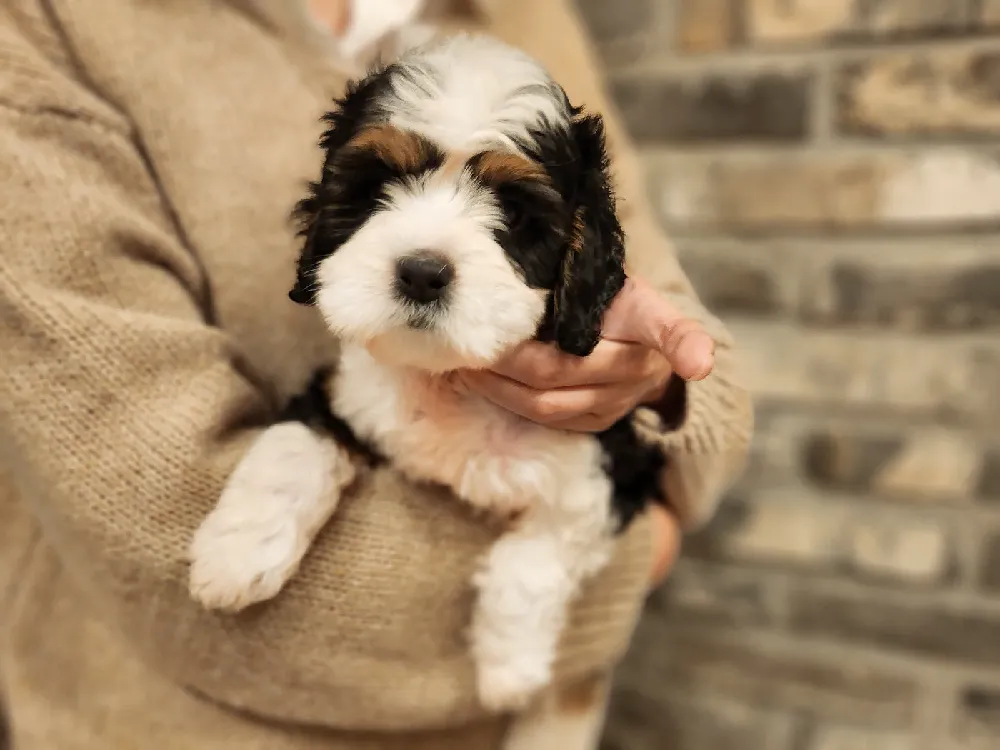 털관리·알레르기 상담